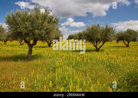 Prairie en fleur dans une plantation d'oliviers, près de Monsaraz, district d'Évora, région de l'Alentejo, Portugal, Europe Banque D'Images