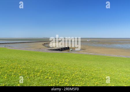 Mer des Wadden près du terminal de ferry Hooger Fähre sur l'île de Frise du Nord Pellworm, Mer du Nord, Schleswig-Holstein, Allemagne du Nord, Europe Banque D'Images