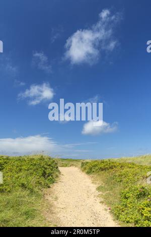 Chemin à travers les dunes à Hörnum, Île de Frise du Nord Sylt, côte de la mer du Nord, Schleswig-Holstein, Allemagne du Nord, Allemagne, Europe Banque D'Images