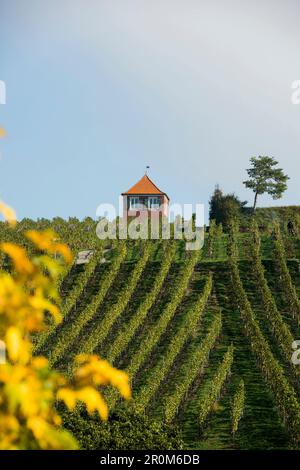 Cottage avec vigne rouge vigne, Immenstaad, Lac de Constance, Bade-Wurtemberg, Allemagne Banque D'Images