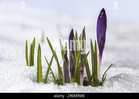 Crocus dans la neige, crocus Banque D'Images