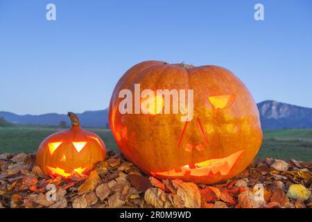 Citrouille dans le feuillage pour Halloween Banque D'Images