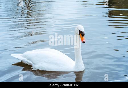 Graceful White Swan nageant dans le lac, cygnes dans la nature. Portrait d'un cygne blanc nageant sur un lac. Le cygne muet, nom latin Cygnus olor. Banque D'Images