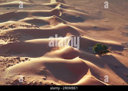 Dunes dans le désert du Namib, parc Namib Naukluft, Namibie Banque D'Images