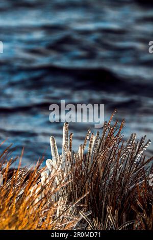 Une verticale d'herbe gelée qui pousse sur la rive d'un lac en hiver Banque D'Images