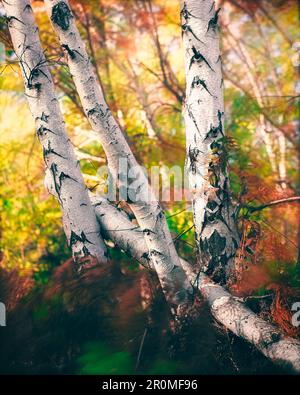 Un paysage pittoresque d'une forêt avec de petits arbres avec un feuillage abondant, offrant une atmosphère paisible Banque D'Images