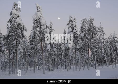 Paysage à Rovaniemi, Finlande Banque D'Images