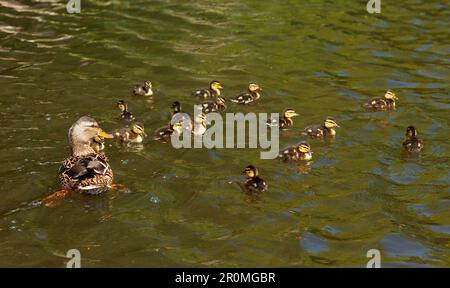 Canard colvert et un grand troupeau de ses poussins flottant sur la surface de l'étang, gros plan sans personnes Banque D'Images