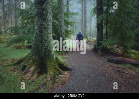 Un homme marche le long d'un chemin dans un parc de campagne avec de grands arbres couverts de brouillard. Beecraigs Country Park, West Lothian, Écosse Banque D'Images