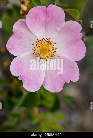 Fleur de rosehip de printemps Banque D'Images