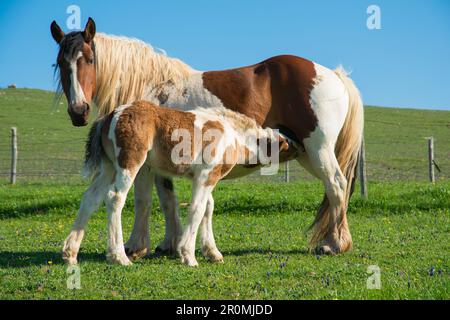 Cheval qui allaite son poulain dans une ferme de montagne. Succion Mare et foal Banque D'Images