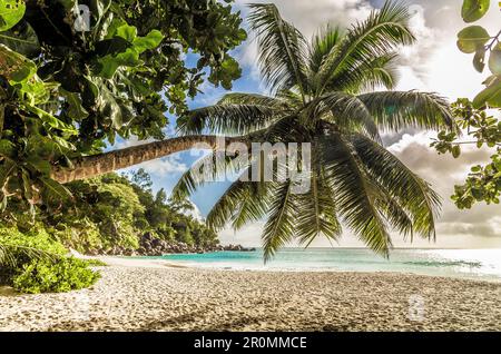 Anse Georgette plage sur l'île Praslin Seychelles Banque D'Images