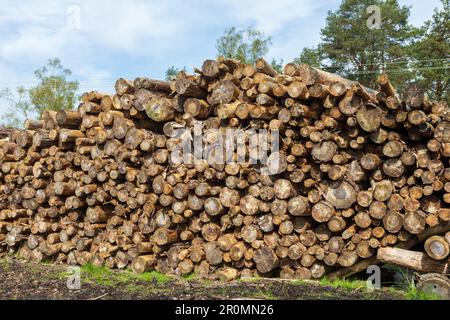Arbres coupés pour créer une pile de billes, des piles de billes font un environnement pour les insectes et autres animaux à abriter et à vivre. Sussex, Royaume-Uni Banque D'Images