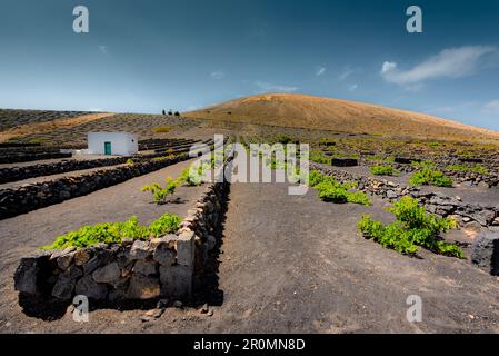 Méthode agricole traditionnelle dans la région viticole de la Geria à Lanzarote. La Geria, Lanzarote, Iles Canaries, Espagne, Europe Banque D'Images