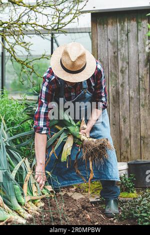 Un homme portant un chapeau se plie dans le jardin, récoltant des poireaux frais dans sa combinaison de travail et sa chemise à carreaux. Banque D'Images