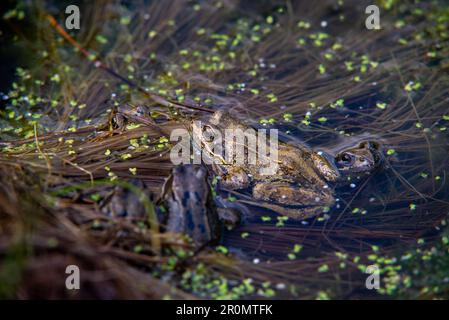 Un groupe de grenouilles communes dans un étang dans le nord de l'Angleterre. Banque D'Images
