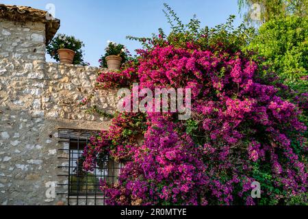 Façade de maison à bouganville (triple fleur) à Saint-Paul-de-Vence, Alpes-Maritimes, Provence-Alpes-Côte d'Azur, France Banque D'Images