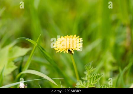 Fleur de pissenlit au printemps - Taraxacum officinale. Dorset, Angleterre, Royaume-Uni Banque D'Images