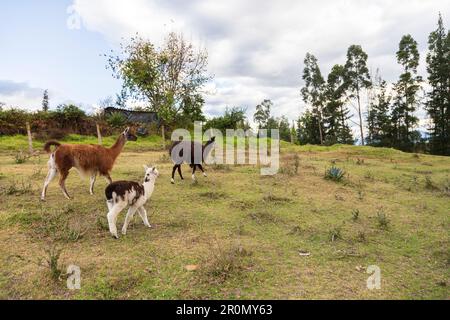 Trois lamas dans le grand jardin de l'Hacienda la Jimenita près de l'aéroport de Quito, Equateur Banque D'Images