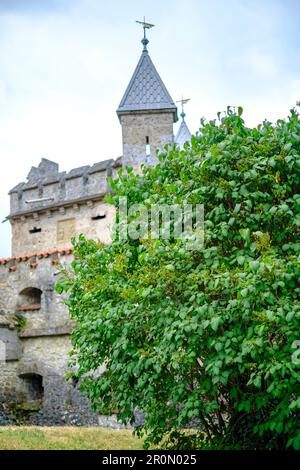 Magnifique spécimen d'un buisson lilas, ici illustré par un en face de l'entrée principale du château de Lichtenstein près de Honau, Alb souabe, Allemagne. Banque D'Images