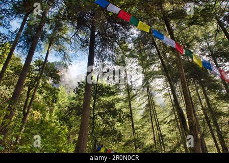 Drapeaux de prière dans la forêt sur l'ascension vers le monastère de Taktshang ou Taktsang ou Tigernest, un monastère bouddhiste dans le Parotal, Bhoutan, Himalaya, Asie Banque D'Images