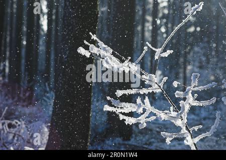 Délicate brindilles de plantes couvertes de glace en forêt d'hiver par temps de neige Banque D'Images