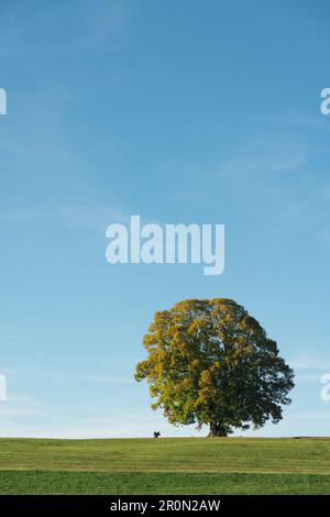 Paysage de campagne lumineux avec un grand arbre solitaire en pleine floraison qui pousse dans champ vert sur ciel bleu avec des collines en arrière-plan Banque D'Images
