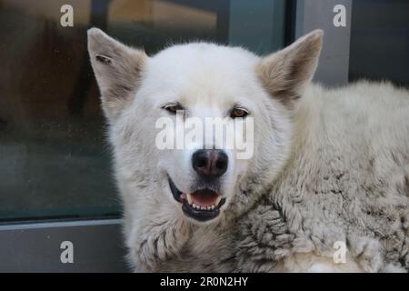 Un grand chien blanc assis près d'une fenêtre Banque D'Images