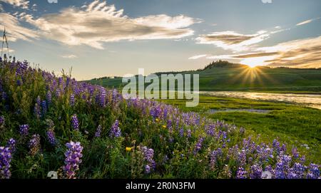 Lupin Bloom le long de la rivière Yellowstone dans la vallée de Hayden en été Banque D'Images