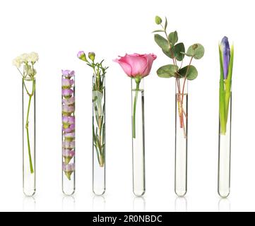 Ensemble avec différentes plantes dans des tubes à essai sur fond blanc Banque D'Images