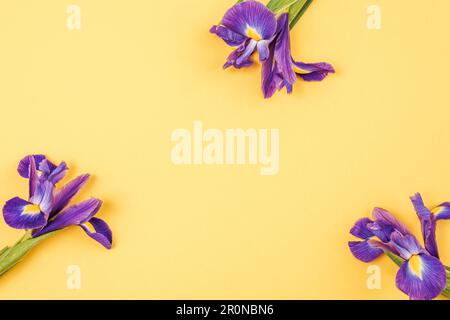 Trois fleurs de l'iris violet sur fond jaune avec espace de copie. Vue de dessus, plan d'agencement. Banque D'Images