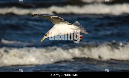 Un oiseau blanc majestueux surplombant un océan serein, avec le doux claquement de petites vagues contre le rivage Banque D'Images