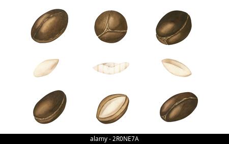 Ensemble aquarelle de noix brunes, fruits et argan. mettez en surbrillance sur un fond blanc . Convient pour la conception et la décoration de cosmétiques, shampooings, Banque D'Images