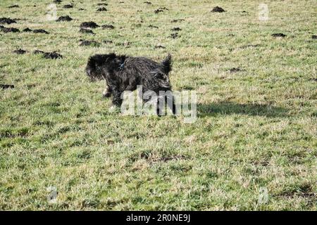 Black Goldendoddle courir dans un pré tout en jouant. Manteau long et doux noir. Chien de famille qui est également pris comme chien de thérapie. Photo d'un chien Banque D'Images