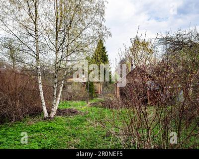 vue sur l'arrière-cour surcultivée dans le village avec le bouleau le jour de printemps nuageux Banque D'Images