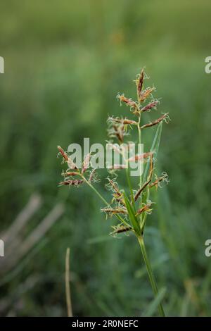 L'herbe peut être belle quand vous voyez cyperus rotundas Banque D'Images