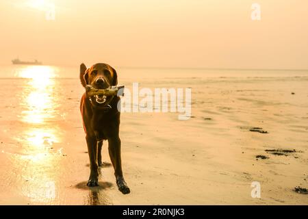 Le chien joue sur la plage de sable depuis le nord. Allemagne, Frise orientale, Europe Banque D'Images