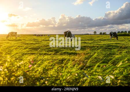 Les vaches se broutent à l'extérieur dans la prairie de Krumhörn. Allemagne. Frise de est. Mer du Nord Banque D'Images