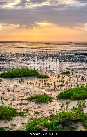 Groupe de personnes marche à travers la mer ouverte à marée basse. Mer des Wadden, Frise orientale, Mer du Nord, Europe. Île Juist Banque D'Images