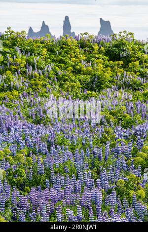 Islande, Road trip, mi-été nuit, Vik, Lupinia, rochers Banque D'Images