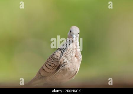 Zebra Dove dans la nature, Zebra Dove appartient au genre Geopelia striata.La fourrure à poil gris se trouve dans toute la Thaïlande. Banque D'Images