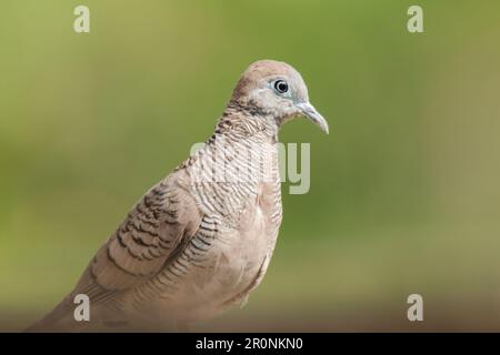 Zebra Dove dans la nature, Zebra Dove appartient au genre Geopelia striata.La fourrure à poil gris se trouve dans toute la Thaïlande. Banque D'Images