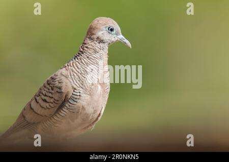 Zebra Dove dans la nature, Zebra Dove appartient au genre Geopelia striata.La fourrure à poil gris se trouve dans toute la Thaïlande. Banque D'Images
