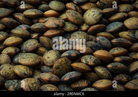 Lentilles vertes françaises (le puy lentilles vertes PDO, AOC) (Lens esculenta puyensis ) vue du dessus macro détail toile de fond gros plan non cuit cru Banque D'Images