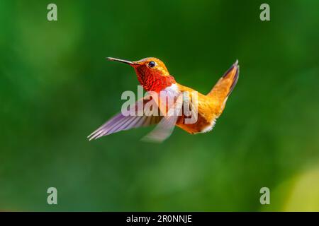 Un colibris Rufous mâle agile (Selasphorus rufus) planant en plein air. Banque D'Images