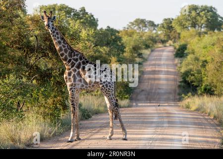 Girafe avec un oiseau à bec rouge sur la tête et la route de terre dans la campagne sauvage, tourné dans la lumière d'été lumineuse, Kruger Park, Mpumalanga, Afrique du Sud Banque D'Images