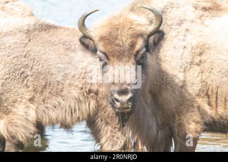 Troupeau de bisons sauvages d'Europe dans les dunes de la mer du Nord des pays-Bas Banque D'Images