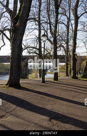 Arbres et viaducs ferroviaires et rivière Ribble à Miller Park Preston Lancashire, Angleterre Banque D'Images