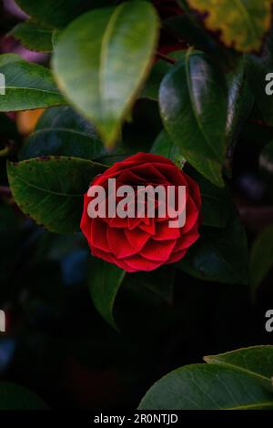 Un gros plan de rouge en fleurs Camellia japonica Banque D'Images