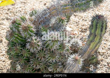 Une vue d'un euphorbia horrida, également connu sous le nom de cactus de baril de lait africain. Banque D'Images